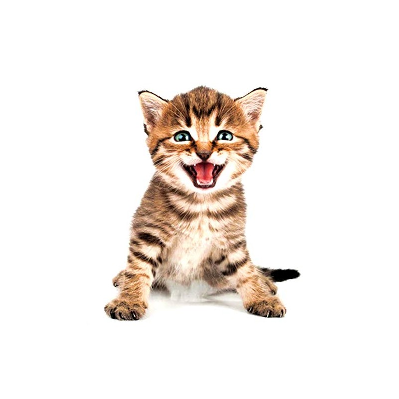 EROSPA® 3D Cat Wall Sticker Window Wall Sticker Home Decoration