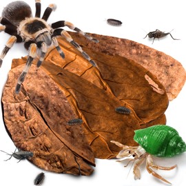 SunGrow 10 Pack Hermit Crab Large Catappa Indian Almond Leaves, Tarantula Dried Leaves for Spawning, Source of Cellulose and Nutrition for Isopods and Crickets, Create Humid Vivarium Habitat, 8”