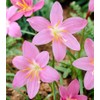 Votaniki Zephyranthes Robustus (Pink Rain Lily) XXL Top Size Bulbs