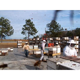 Weeks Honey, Honey Buckwheat, 12 Ounce