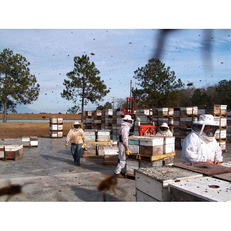 Weeks Honey, Honey Buckwheat, 12 Ounce