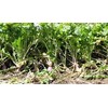 Barkant Turnips - 1 lb Bags