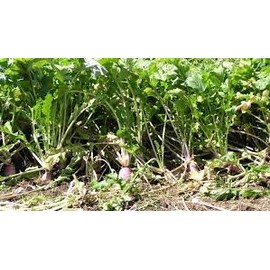 Barkant Turnips - 1 lb Bags