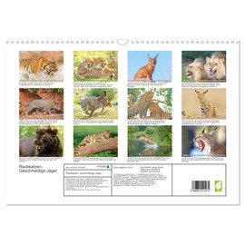Cats of prey: Sleek hunters, US-Version (Wall Calendar 2026 DIN A3 Landscape), CALVENDO 12 Month Wall Calendar