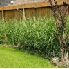 Lemongrass 10 Lemongrass ROOTED Stalks, Mosquito Repellent, Easy to Plant