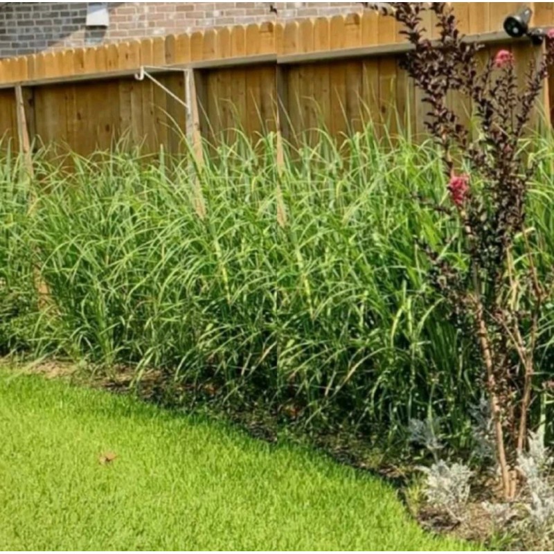 Lemongrass 10 Lemongrass ROOTED Stalks, Mosquito Repellent, Easy to Plant