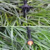 Irrigation Drip Support Stakes, 100 Pcs 1/4 Inch Tubing Hose