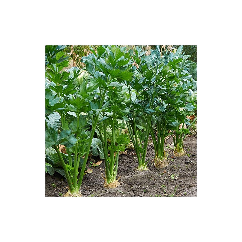 Celery Seeds - Tendercrisp - 1 Lb Bulk ~1M Seeds