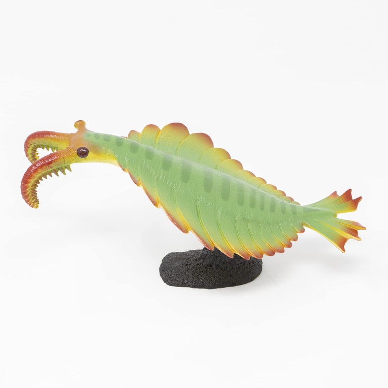 anomalocaris soft model (fp-009)