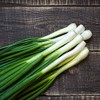 1000 Tokyo Long White Bunching Onion Seeds for Planting Short