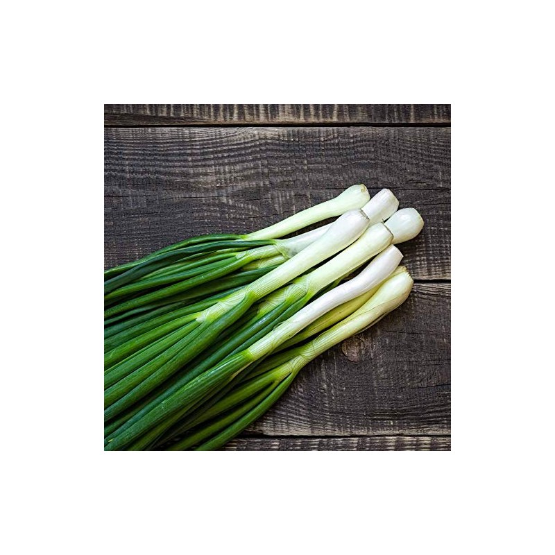 1000 Tokyo Long White Bunching Onion Seeds for Planting Short