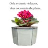 Dphagesy African Violet Pots 6 inch Hexagon Self-Watering Ceramic Violet