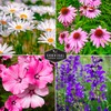 Survival Garden Seeds Perennial Flowers Collection - Shasta Daisy, Echinacea,