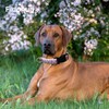 Fidohug Martingale Collar for Dogs with Buckle Floral No Pull