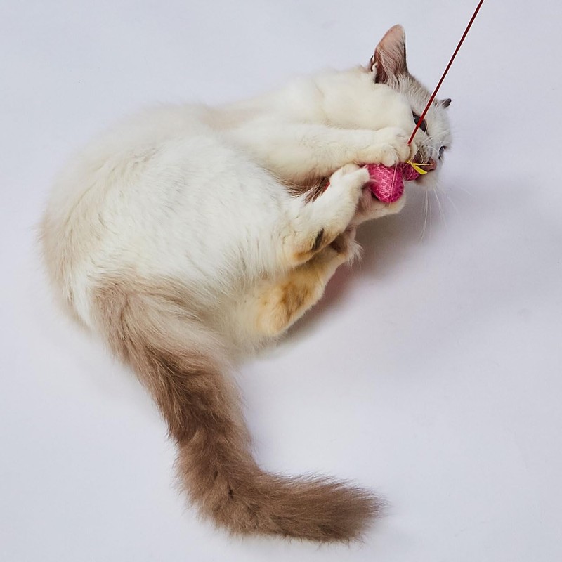 ペティオ (Petio) 猫用おもちゃ らくらくデンタルTOYじゃらし バタフライ 猫