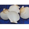 Shorely Yours WHITE FLORIDA SCALLOPS,beach decor,wedding decor,beachc art,gifts SS-71 -