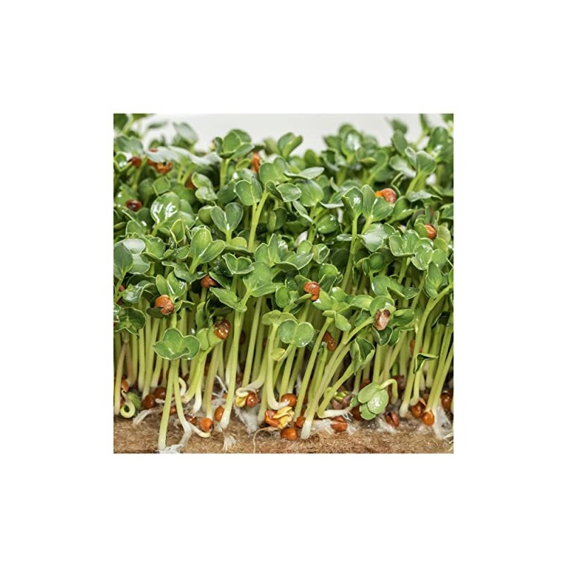 Everwilde Farms - 1 Oz Florida Broadleaf Mustard Seeds -