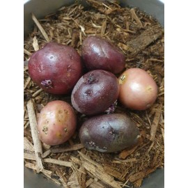 SEED POTATO 2# RED  Seed POTATOES Bulbs Tuber sproute Plant Organic READY TO GROW papa roja