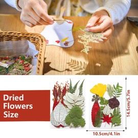 GUTLIVTAG Dried Pressed Leaves, Natural Fall Pressed Leaf Bulk Paired with Pressed Flowers for Crafts Resin Fillers DIY Art Scrapbook Handmade (Fall Leaf)