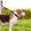 Erbine Martingale Collar for Dogs with Quick Release Buckle, Reflective