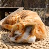 Basuo-9Q Lifelike Sleeping Tabby Cat Figurine - Realistic Curled Up