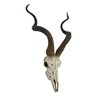 Veronese Design African Kudu Antelope Skull Wall Hanging Cool Twisted