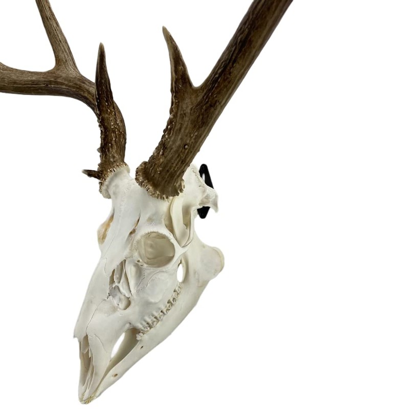 Skull Hanger 3 Pack Style