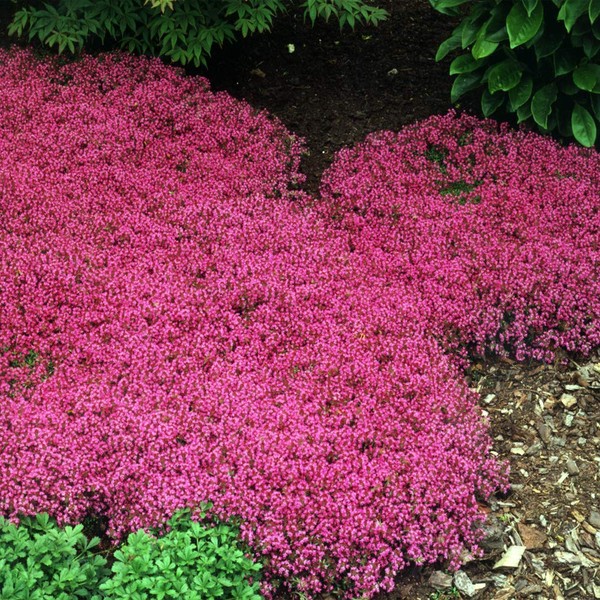 Outsidepride Perennial Thymus Serpyllum Magic Carpet Dwarf Creeping Thyme Ground Cover Plants - 500 Seeds