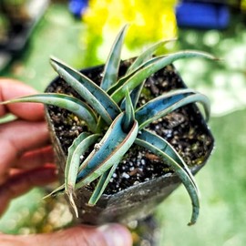 Banana Yucca Plant, Yucca Baccata, Evergreen Shrub, 2 Inch Pot