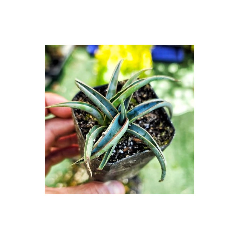 Banana Yucca Plant, Yucca Baccata, Evergreen Shrub, 2 Inch Pot