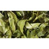 Pimento Leaves - Jamaican 28g (1 ounce)