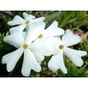 Classy Groundcovers, Phlox subulata 'Snowflake' (Flat of 18 Pots, 3