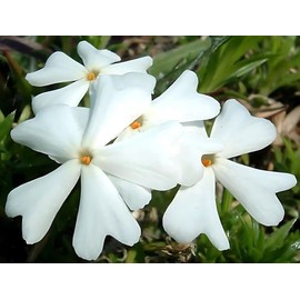 Classy Groundcovers, Phlox subulata 'Snowflake' (Flat of 18 Pots, 3 1/2 inch Square)