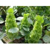 RAISE ME UP: Seeds Bells of Ireland Moluccella Shellflower Annual