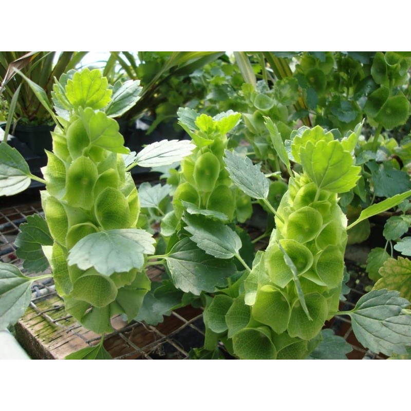 RAISE ME UP: Seeds Bells of Ireland Moluccella Shellflower Annual