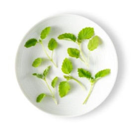 Fresh Origins Micro Greens Shiso Green, 4 oz - Unique Texture & Distinctive Flavor, Handpicked to Order