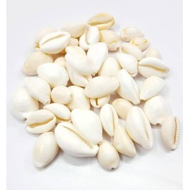 Natural White Kaudi Shells- Safed Kaudi Kauri kawri kaudee Kodi for Laxmi Puja | Diwali Pooja | Decorative Showpiece - Pack of 11 pieces