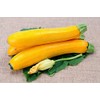 Seeds Zucchini Yellow Heirloom Vegetable for Planting Non GMO
