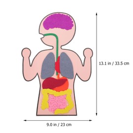 ifundom 3 Sets Human Body Model Human Teaching Learning Body Organ Awareness Anatomy Model DIY Organs Model Educational for Home Preschool Teaching Aid