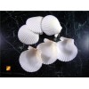 Set of 25 White Florida Gulf Scallop Shells (about 2"/50mm)