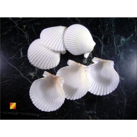 Set of 25 White Florida Gulf Scallop Shells (about 2"/50mm) Beach Wedding Decor.
