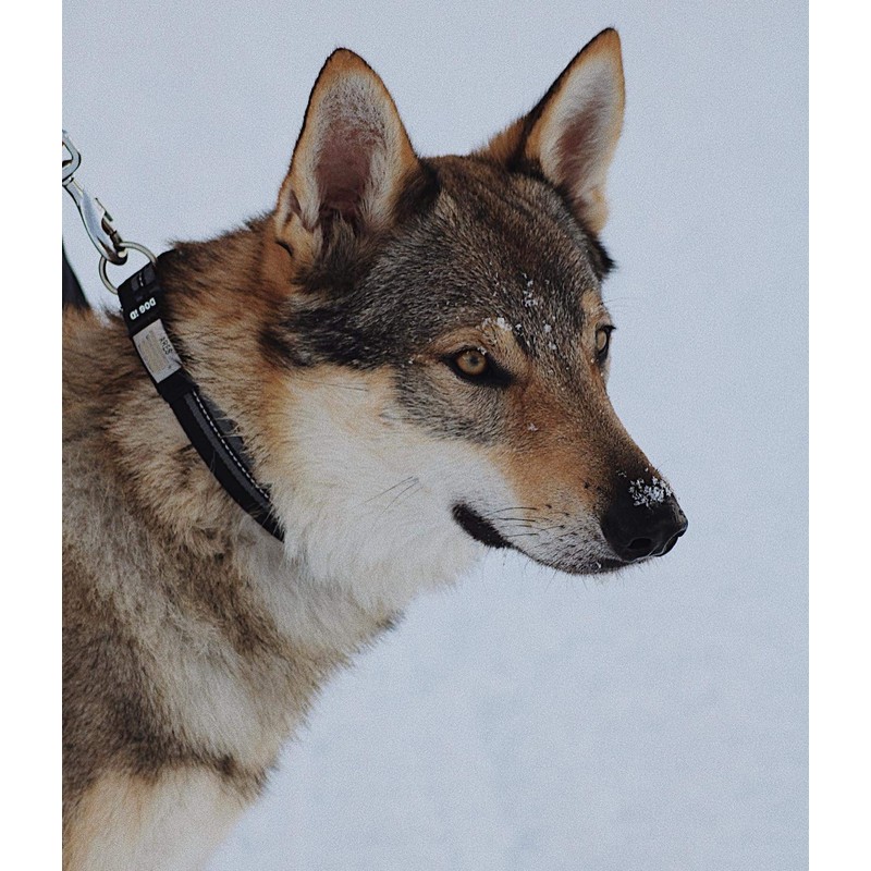 The Rock Solid Collar ID (Graphite Black, Medium/Large)