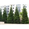 3 Arborvitae Green Giants 12-18" Tall Live Plants in 4"