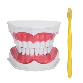 Modelo de Dientes de Enseñanza Modelo de Dientes Estándar con Aumento de 2 Aumentos, Modelo de Demostración de Tipodonto, Modelo de Dentadura Postiza, Modelo de Dientes Bucales para