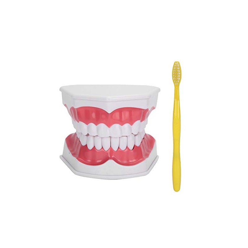 Modelo de Dientes de Enseñanza Modelo de Dientes Estándar con