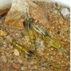 tomtask Shrimp Worm Soft Lures Fishing Lures Fishing Bait Soft