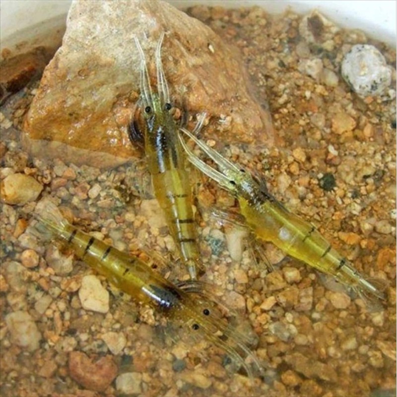 tomtask Shrimp Worm Soft Lures Fishing Lures Fishing Bait Soft