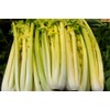 Golden Pascal Celery Seeds (Apium graveolens) – 1,000+ Non-GMO Heirloom