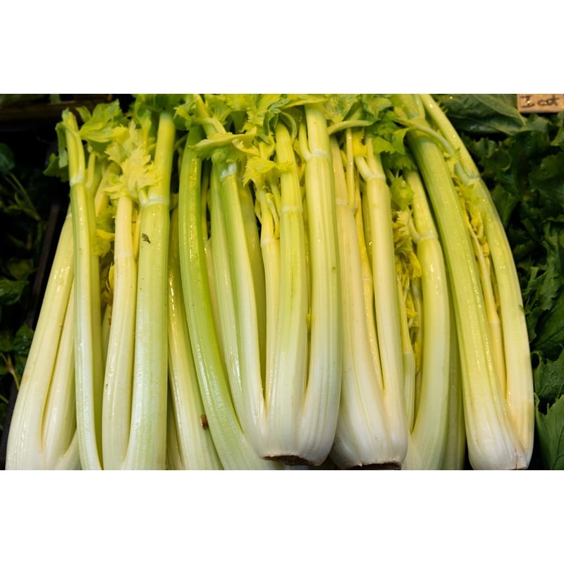 Golden Pascal Celery Seeds (Apium graveolens) – 1,000+ Non-GMO Heirloom