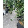 Cactus 30 Organic Dragon Fruit cuttings 8-14 inches long check